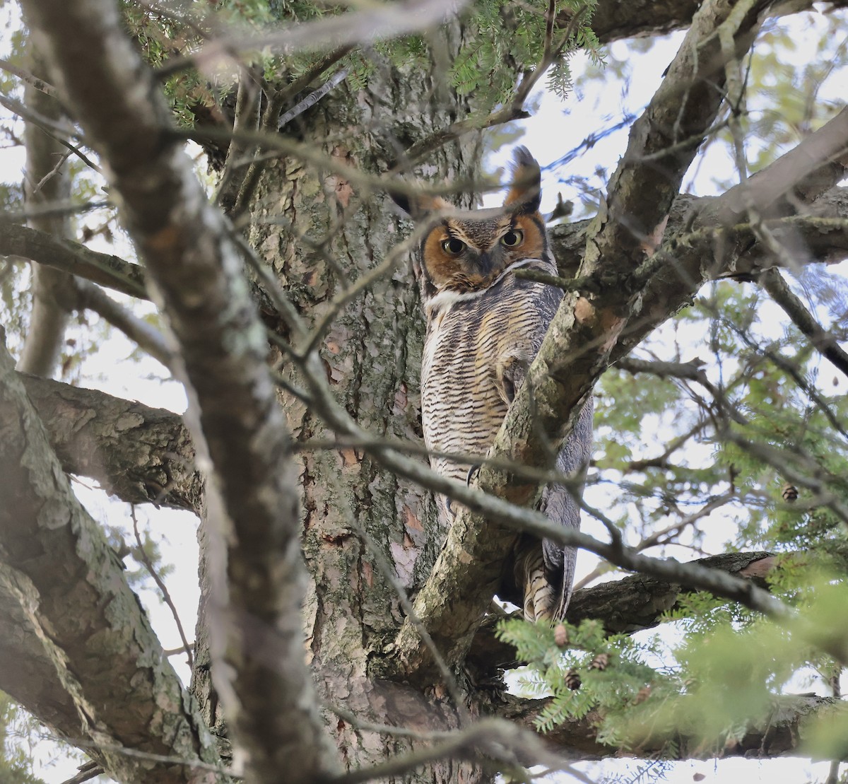 Great Horned Owl - ML628504471