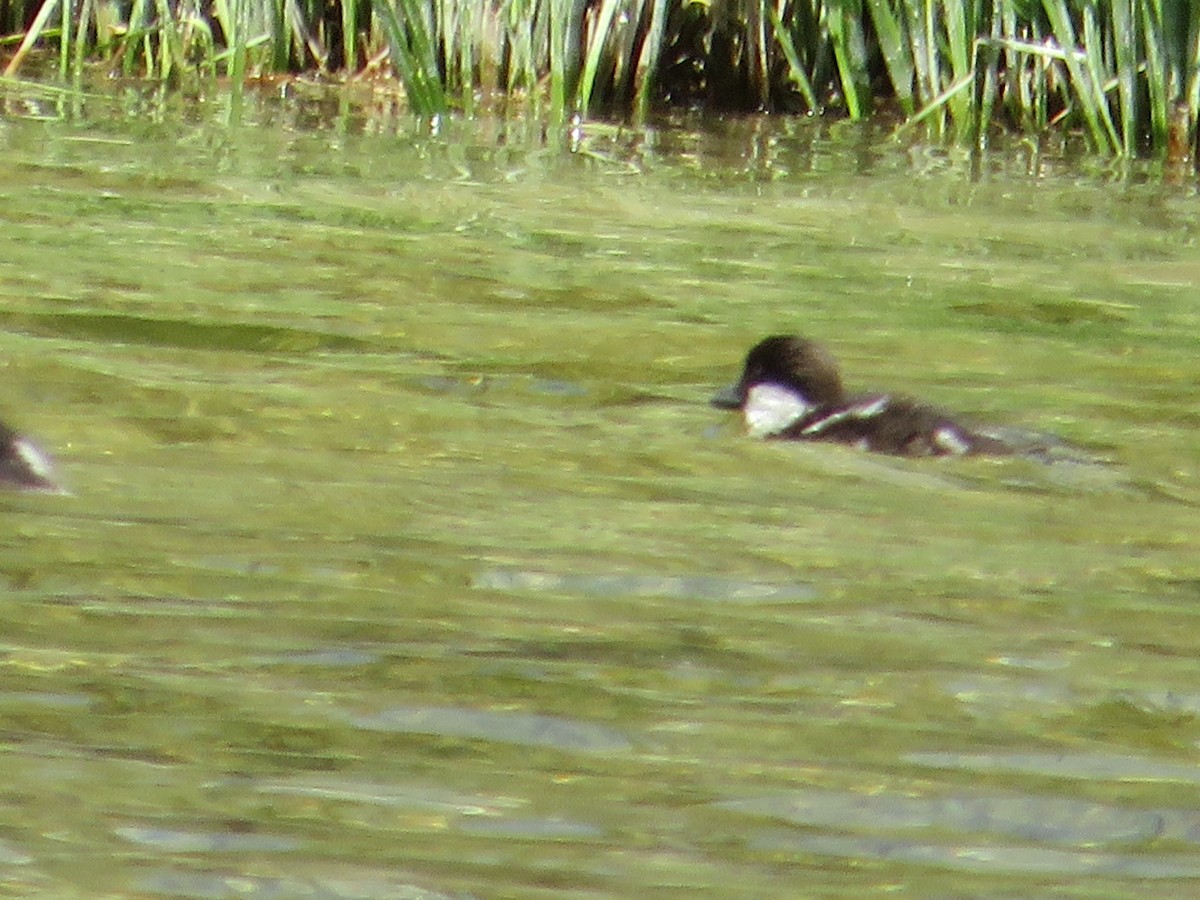 Barrow's Goldeneye - ML628504549