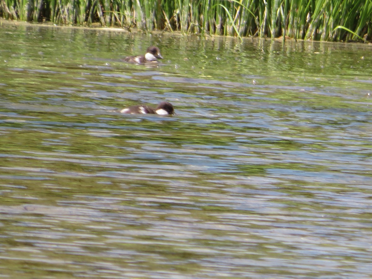 Barrow's Goldeneye - ML628504550