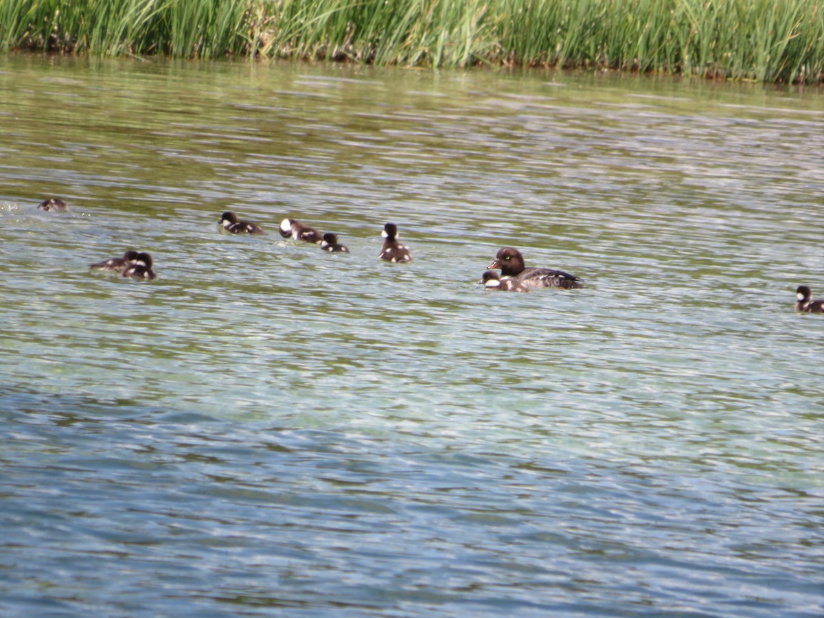 Barrow's Goldeneye - ML628504551