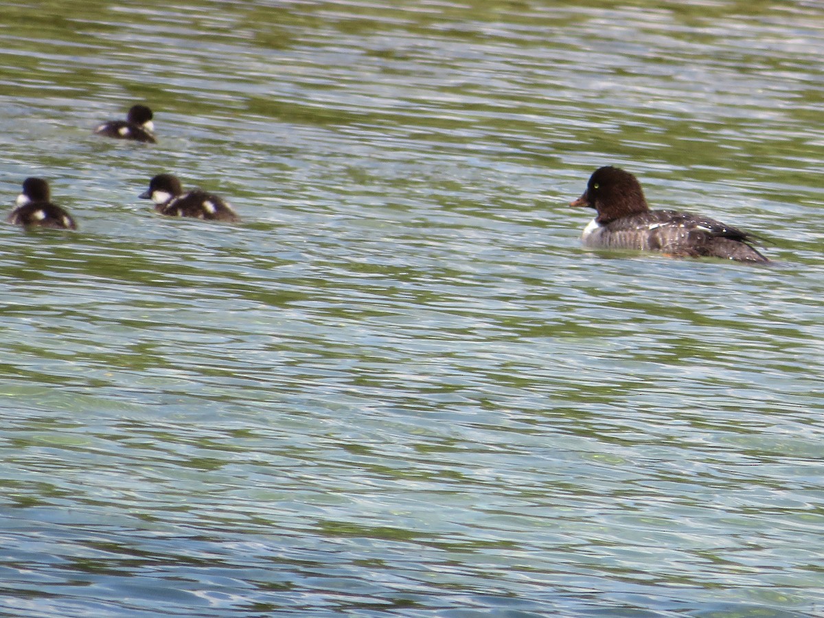 Barrow's Goldeneye - ML628504552