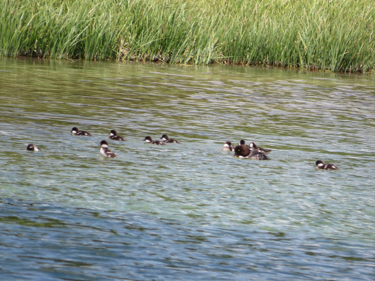 Barrow's Goldeneye - ML628504553