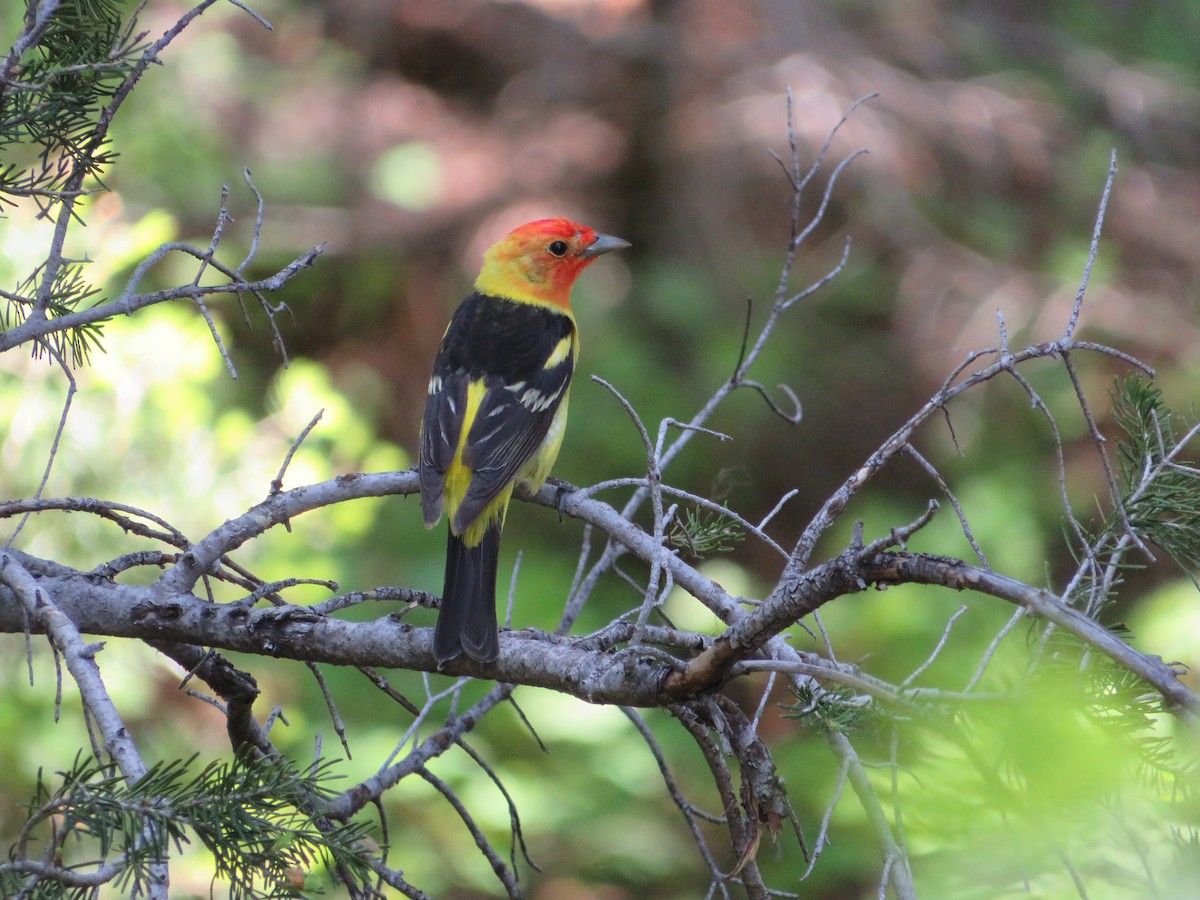 Western Tanager - ML628504572