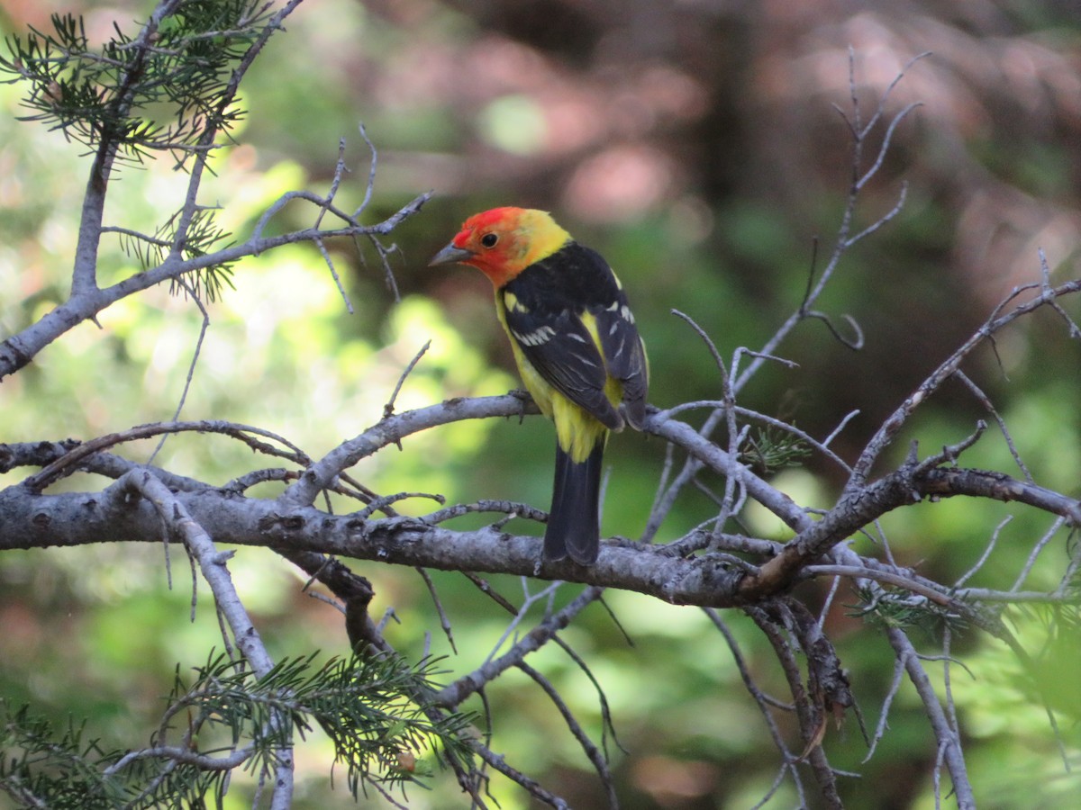 Western Tanager - ML628504574