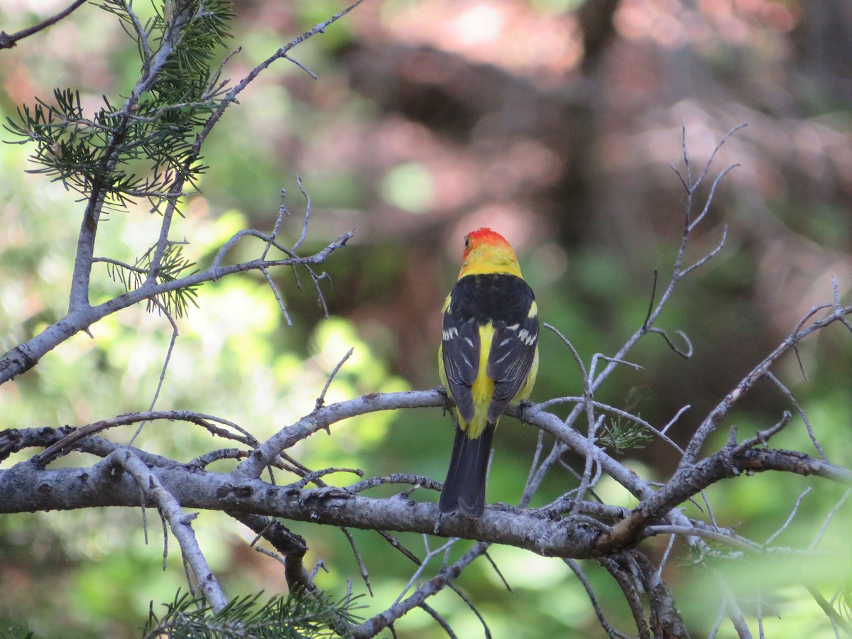 Western Tanager - ML628504575