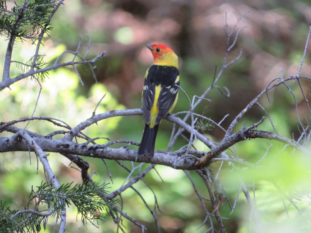 Western Tanager - ML628504576