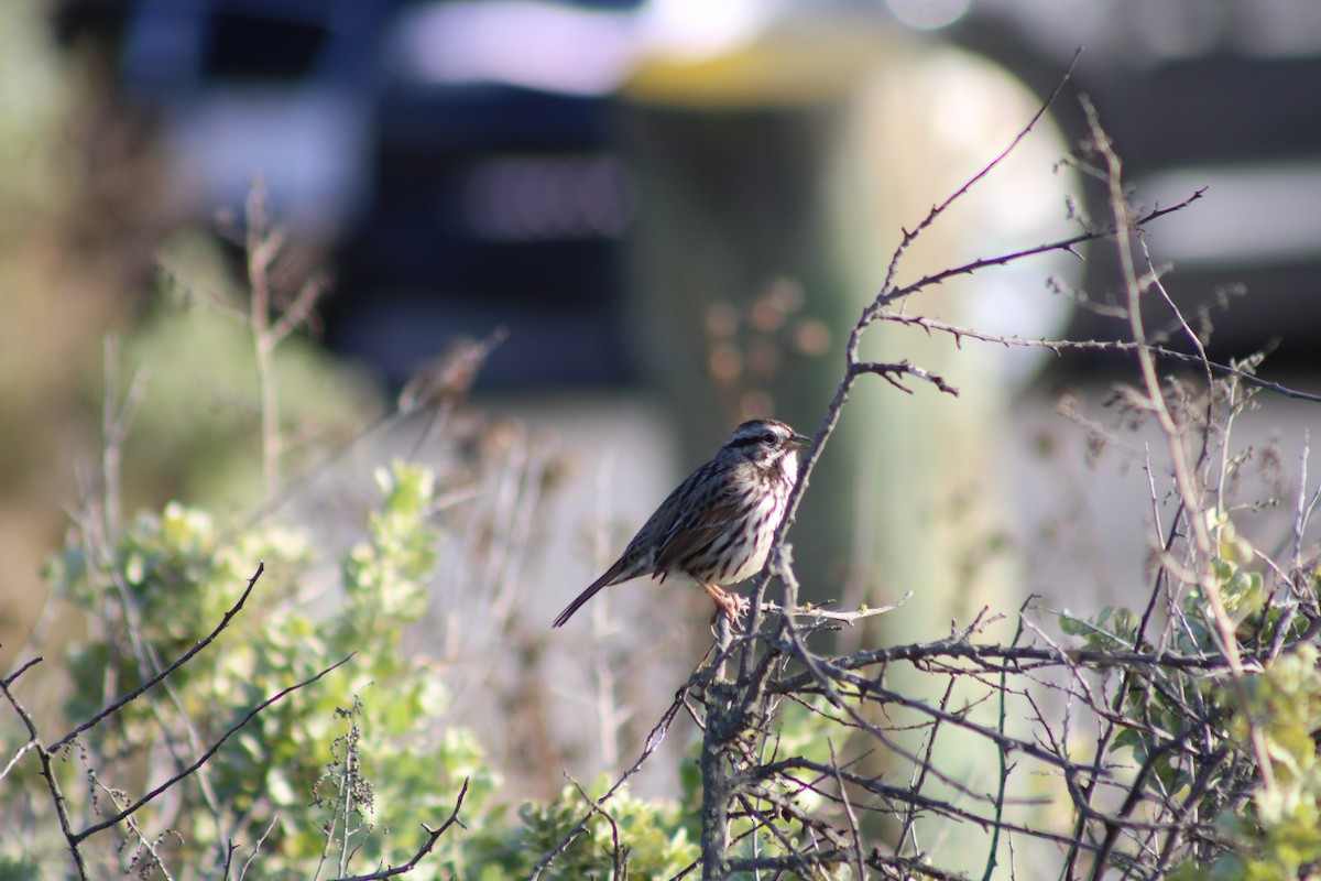 Song Sparrow - ML628504705