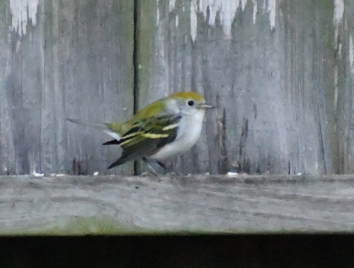 Chestnut-sided Warbler - ML628504752