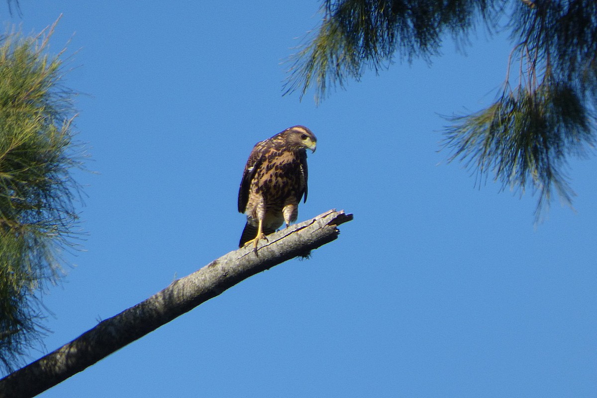 Harris's Hawk - ML628504876