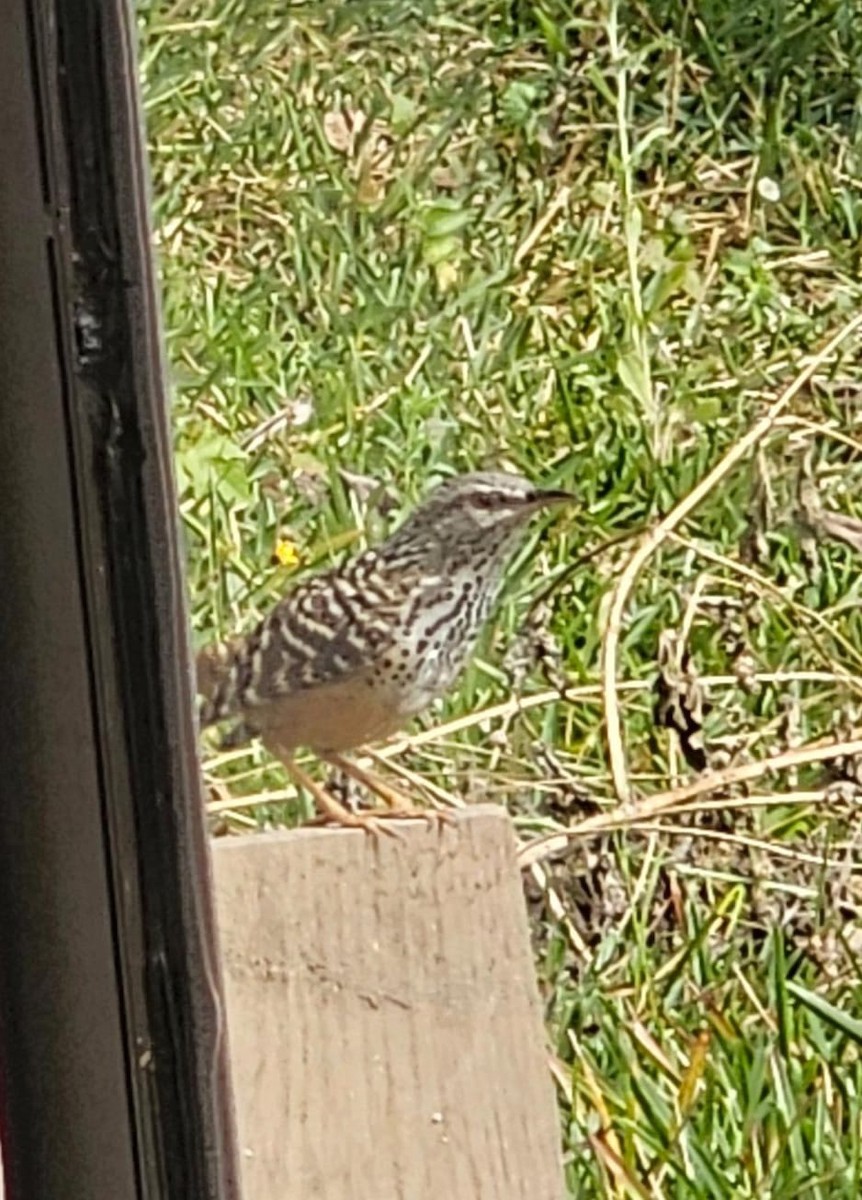 Band-backed Wren - ML628504887