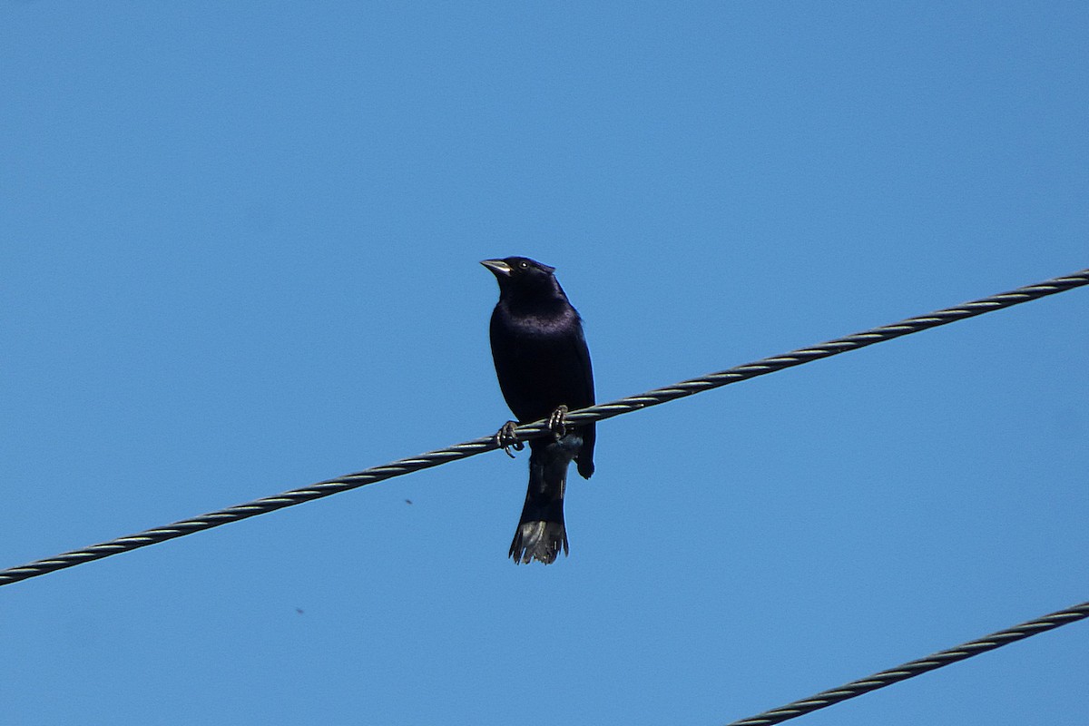 Shiny Cowbird - ML628504889