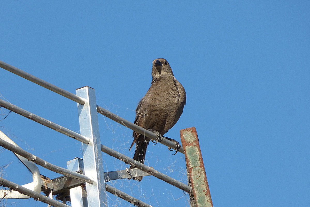 Shiny Cowbird - ML628504914
