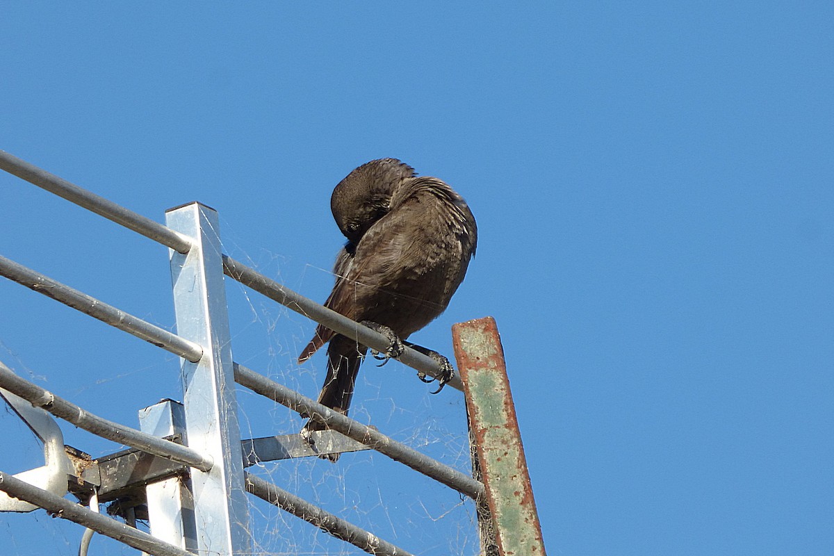 Shiny Cowbird - ML628504931