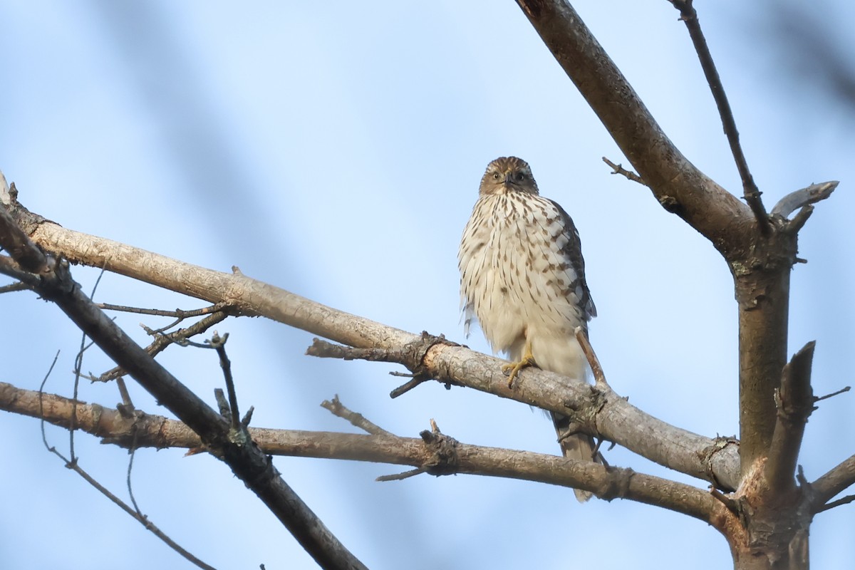 Cooper's Hawk - ML628504941