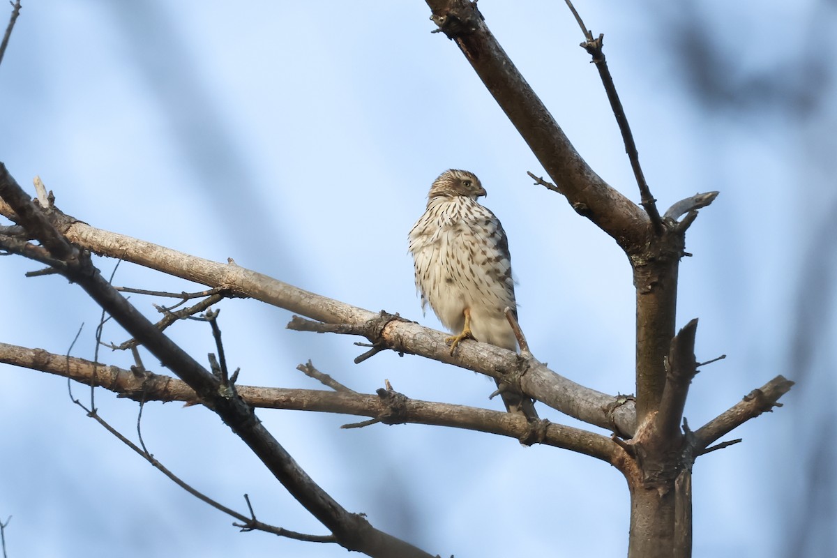 Cooper's Hawk - ML628504942
