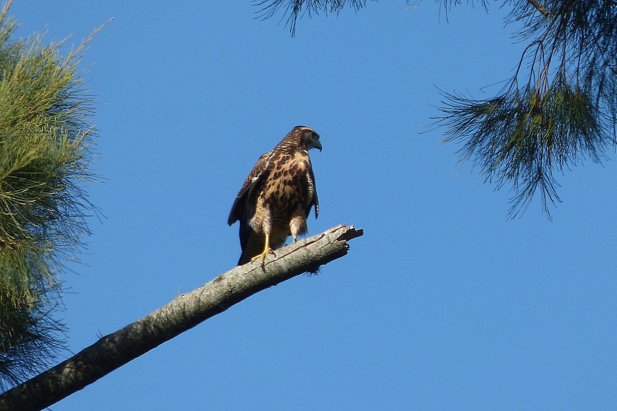 Harris's Hawk - ML628504964