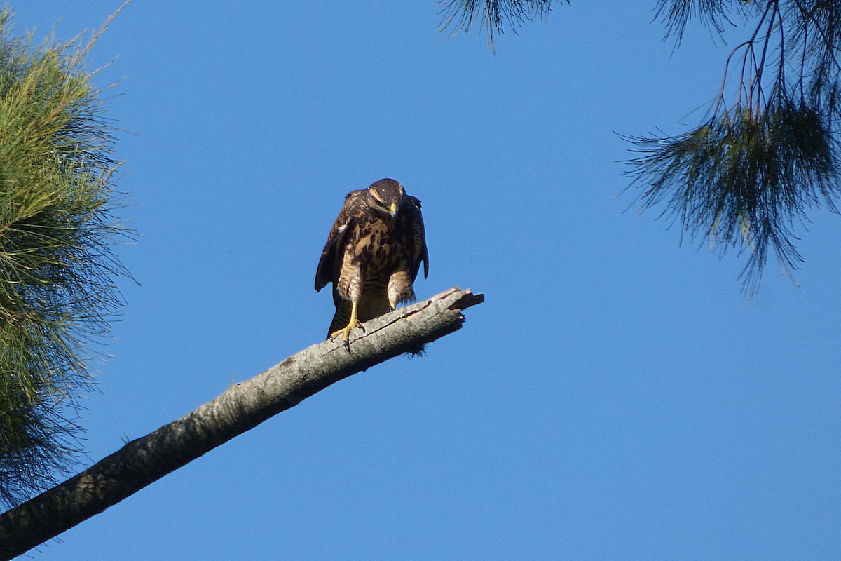 Harris's Hawk - ML628504971