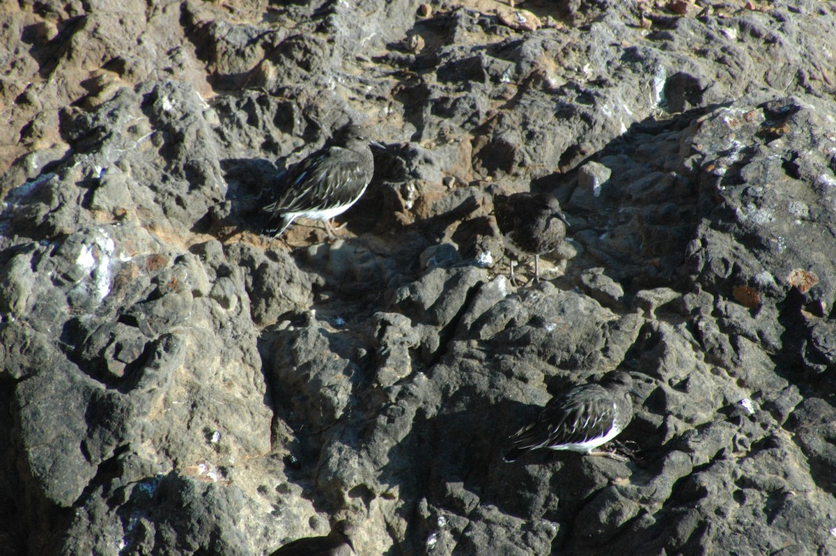 Black Turnstone - ML628505035