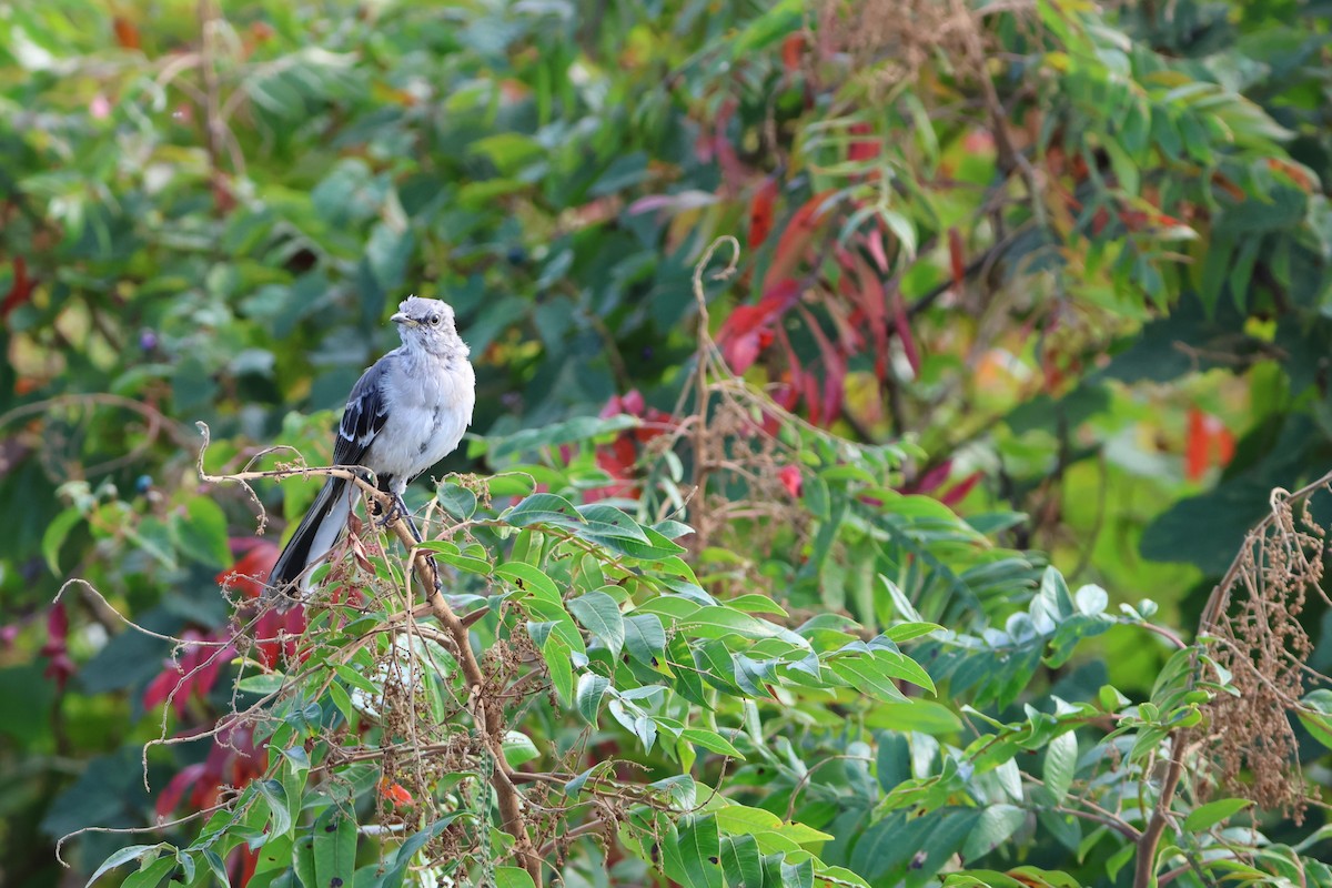 Northern Mockingbird - ML628505058