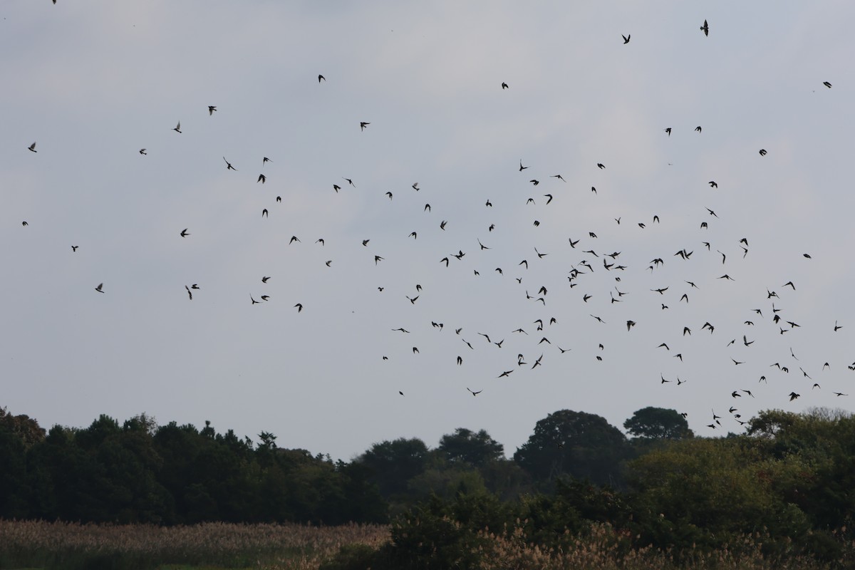 Tree Swallow - ML628505063