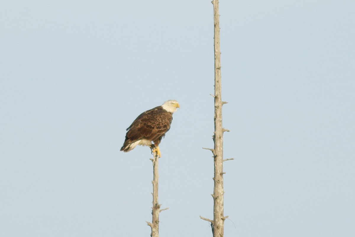 Weißkopf-Seeadler - ML628505145
