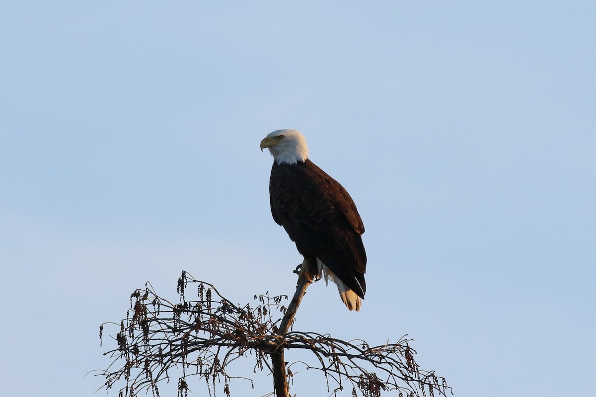 Weißkopf-Seeadler - ML628505224