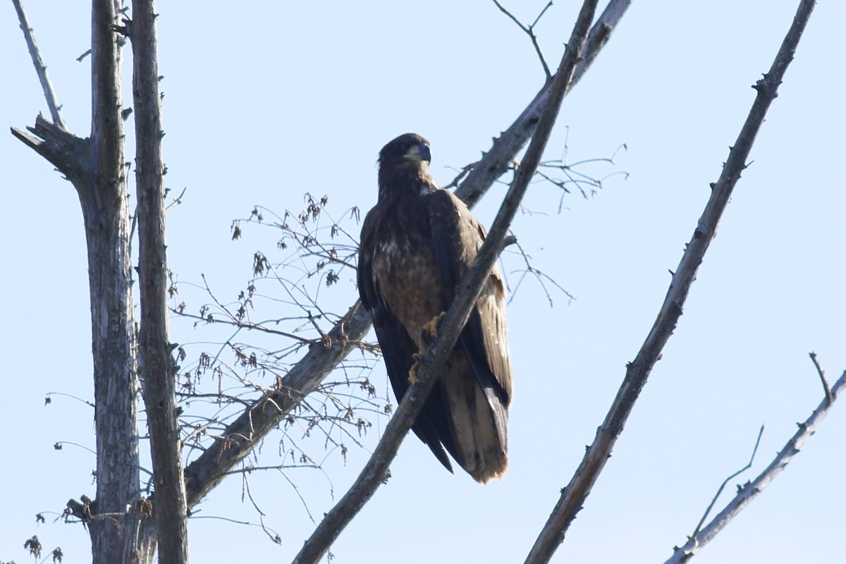 Weißkopf-Seeadler - ML628505225
