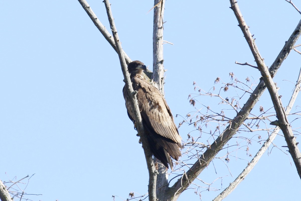 Weißkopf-Seeadler - ML628505226