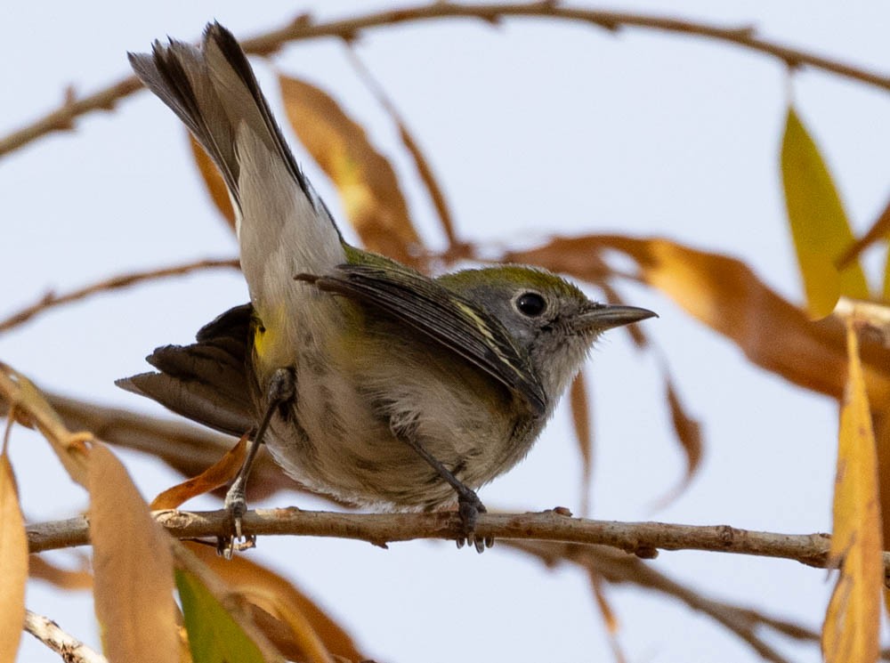 Chestnut-sided Warbler - ML628505264