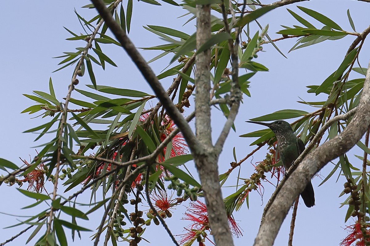 Long-billed Starthroat - ML628505452