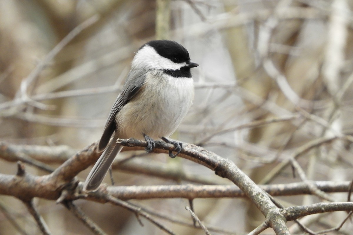 Carolina Chickadee - ML628505454