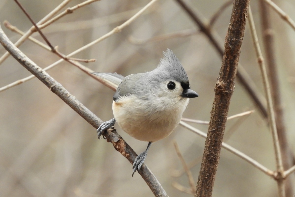 Tufted Titmouse - ML628505473