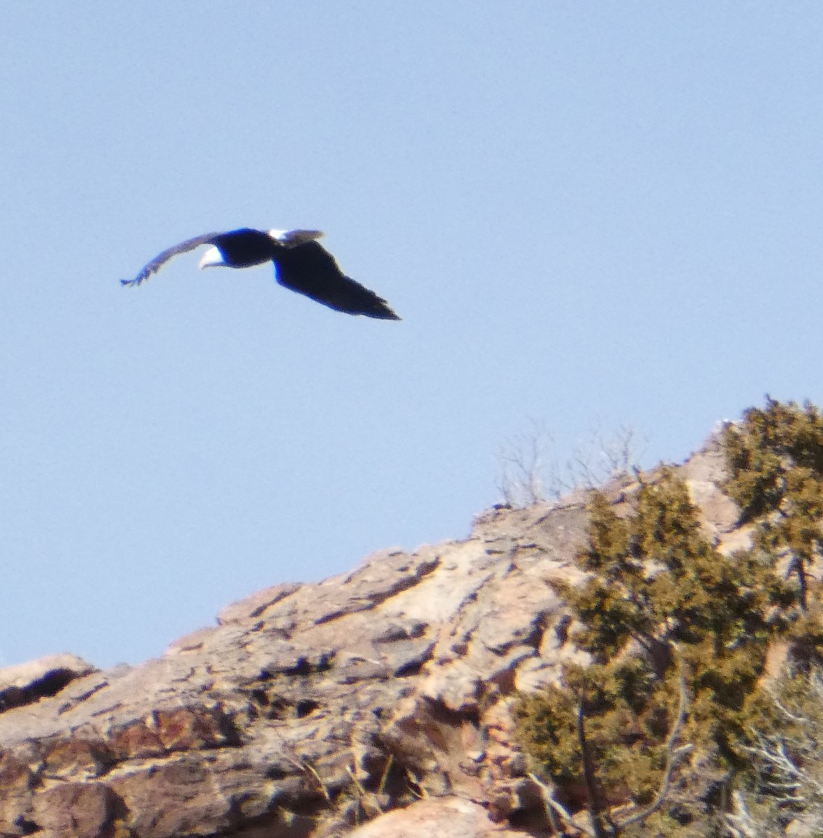 Bald Eagle - ML628505522