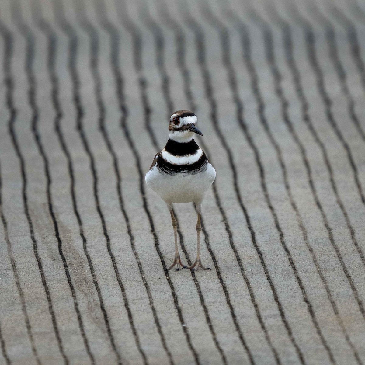 Killdeer - ML628505654