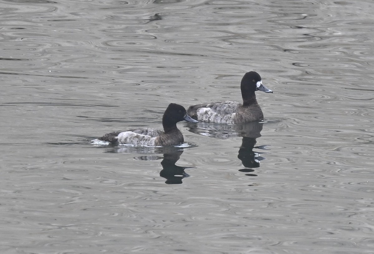 Lesser Scaup - william tyrer