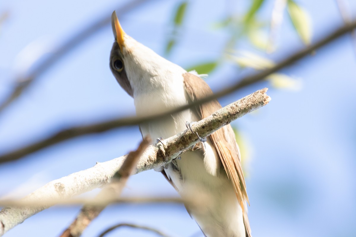 Yellow-billed Cuckoo - ML628505662