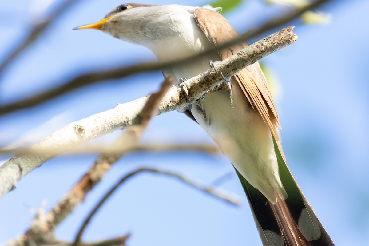 Yellow-billed Cuckoo - ML628505734