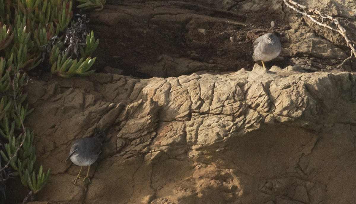 Wandering Tattler - ML628505741