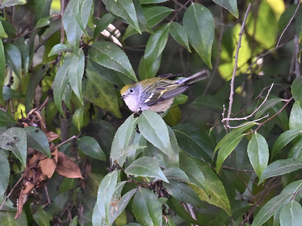 Chestnut-sided Warbler - ML628506172