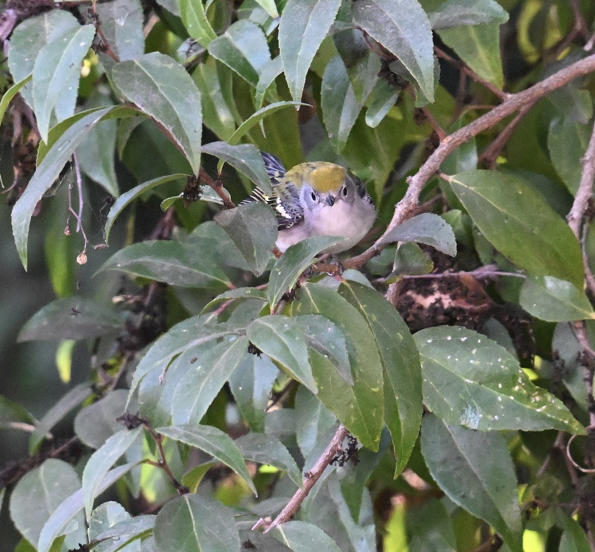 Chestnut-sided Warbler - ML628506174