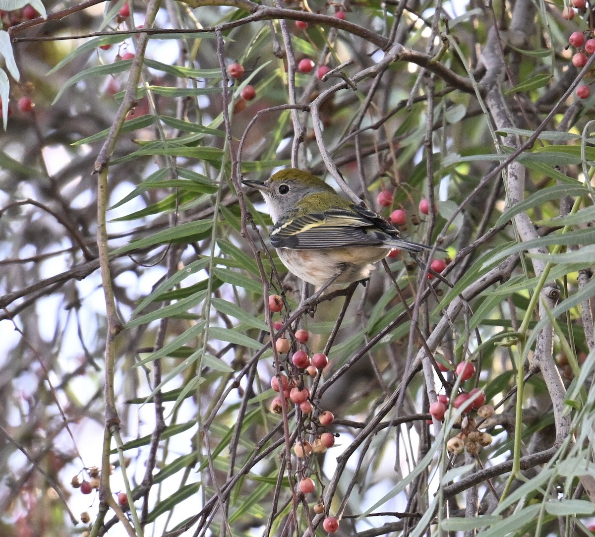 Chestnut-sided Warbler - ML628506177