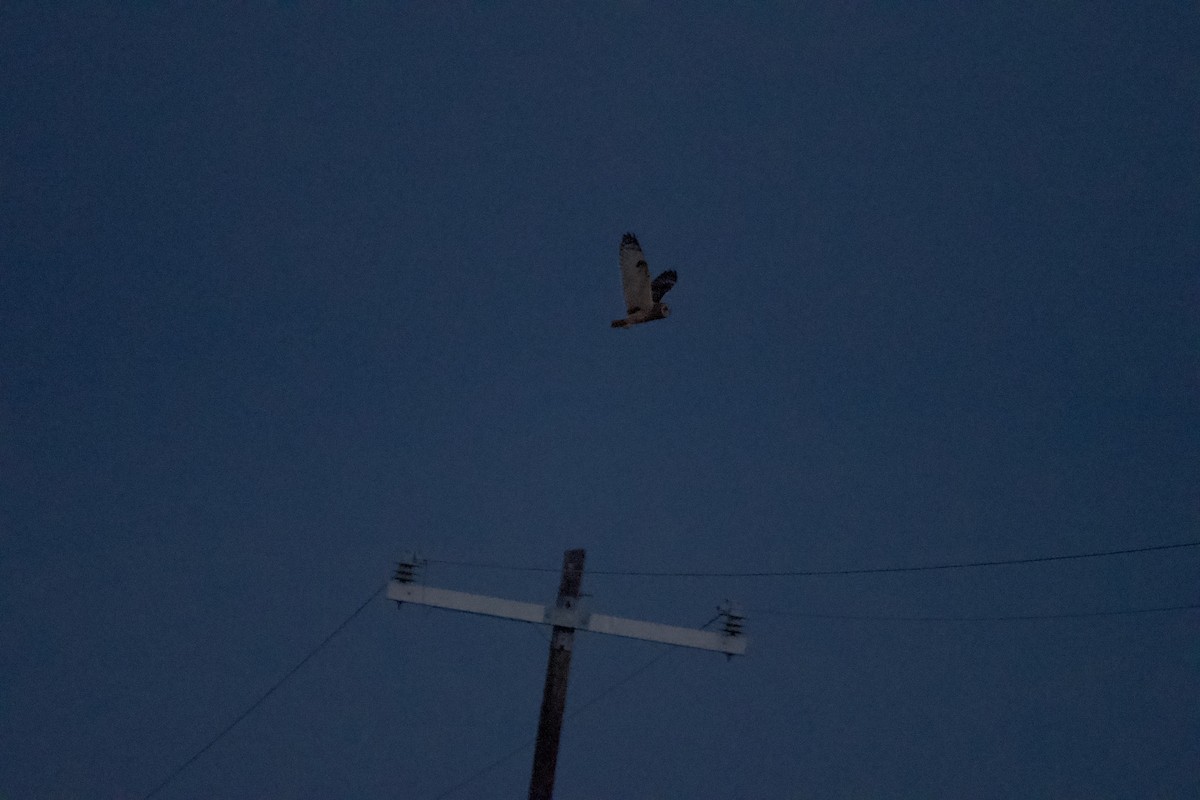 kalous pustovka - ML628506250