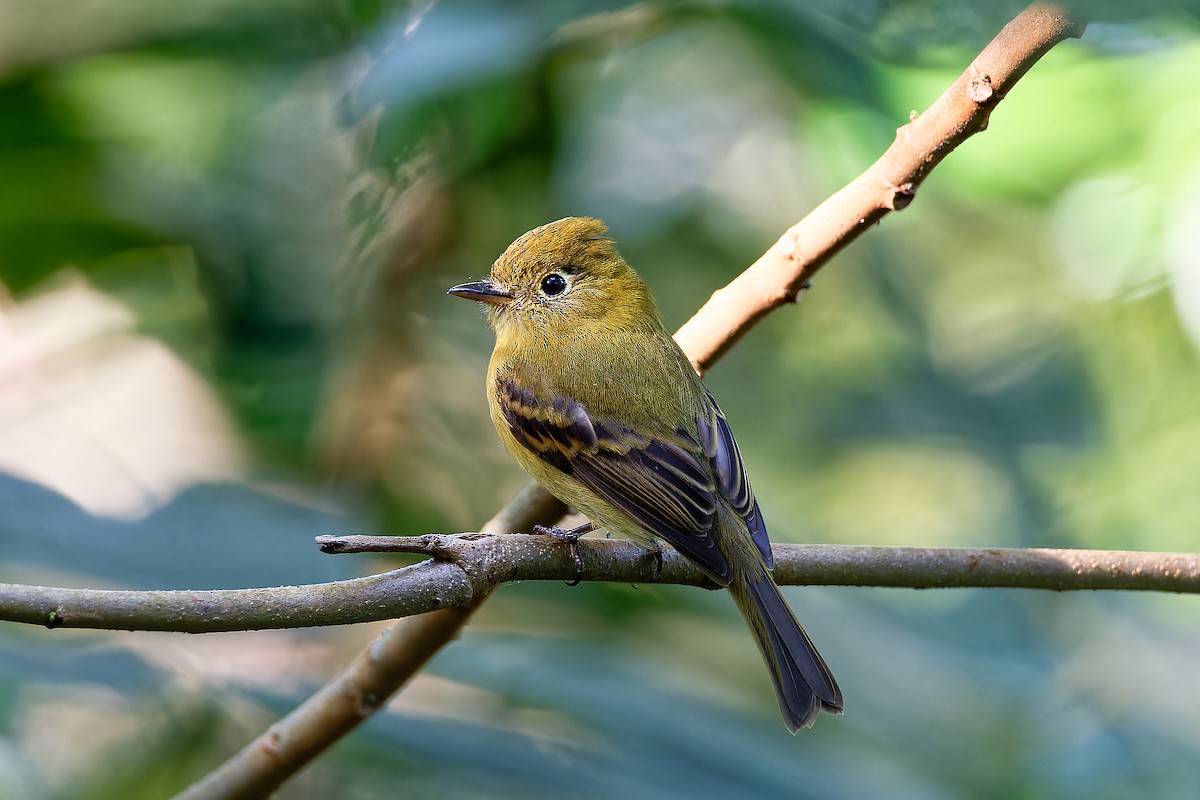 Yellowish Flycatcher - ML628506336