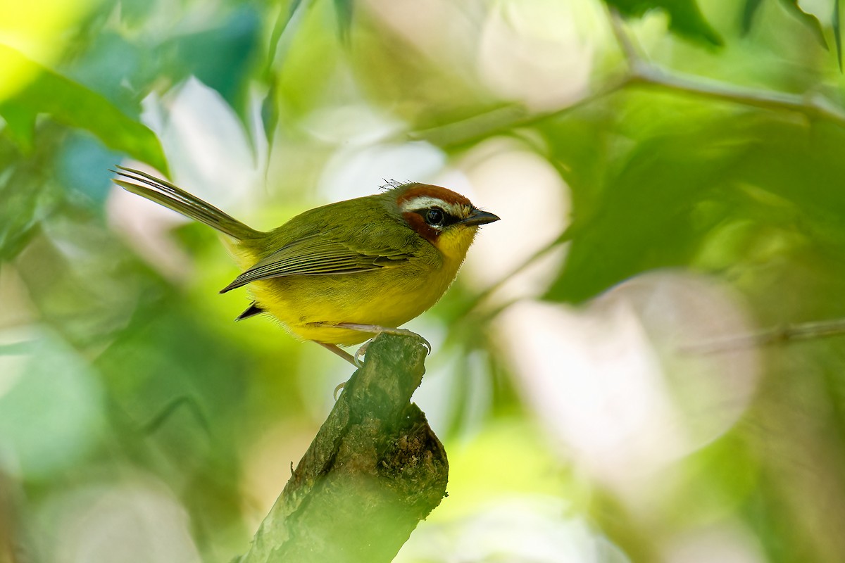 Chestnut-capped Warbler - ML628506357