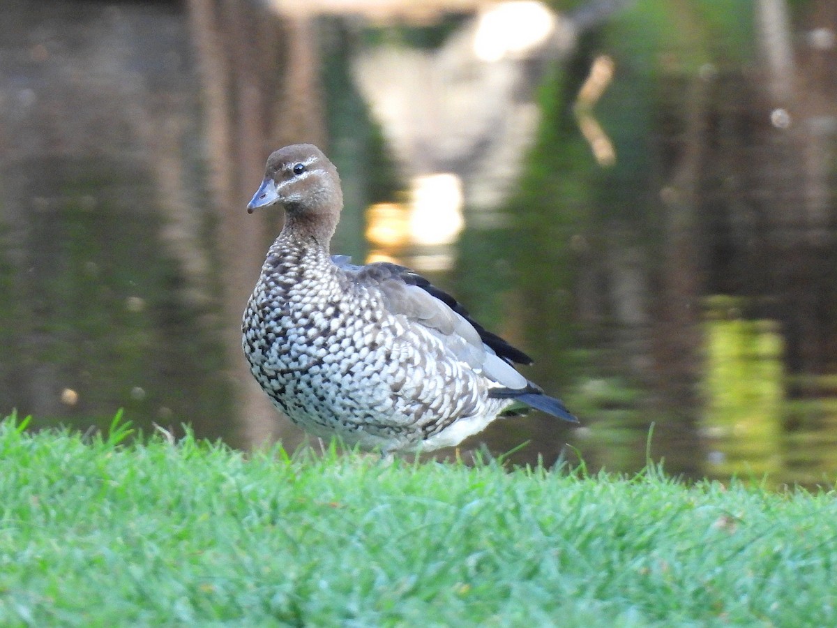 Maned Duck - ML628506366