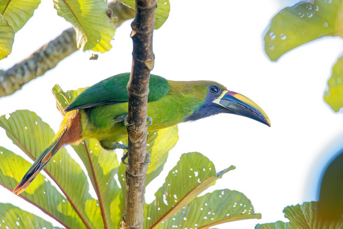 Northern Emerald-Toucanet - ML628506394