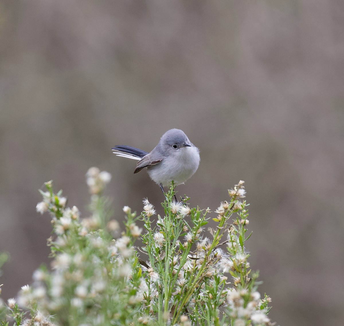 Blue-gray Gnatcatcher - ML628506477