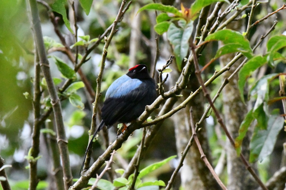 Long-tailed Manakin - ML628506668