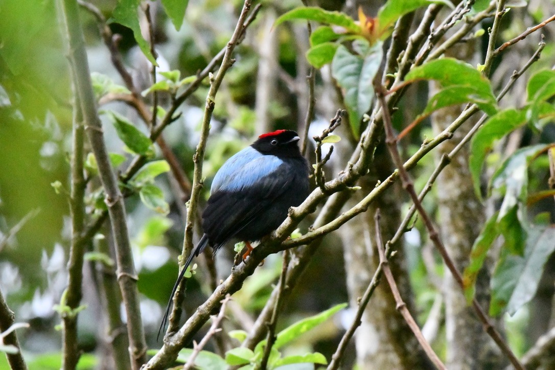 Long-tailed Manakin - ML628506672