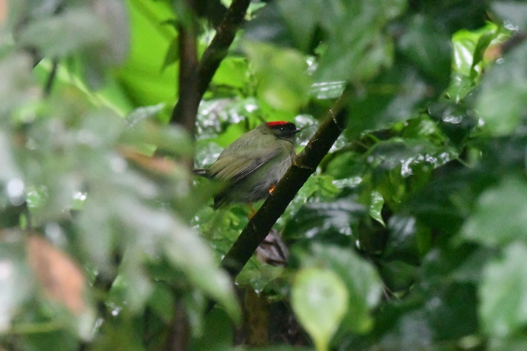 Long-tailed Manakin - ML628506711